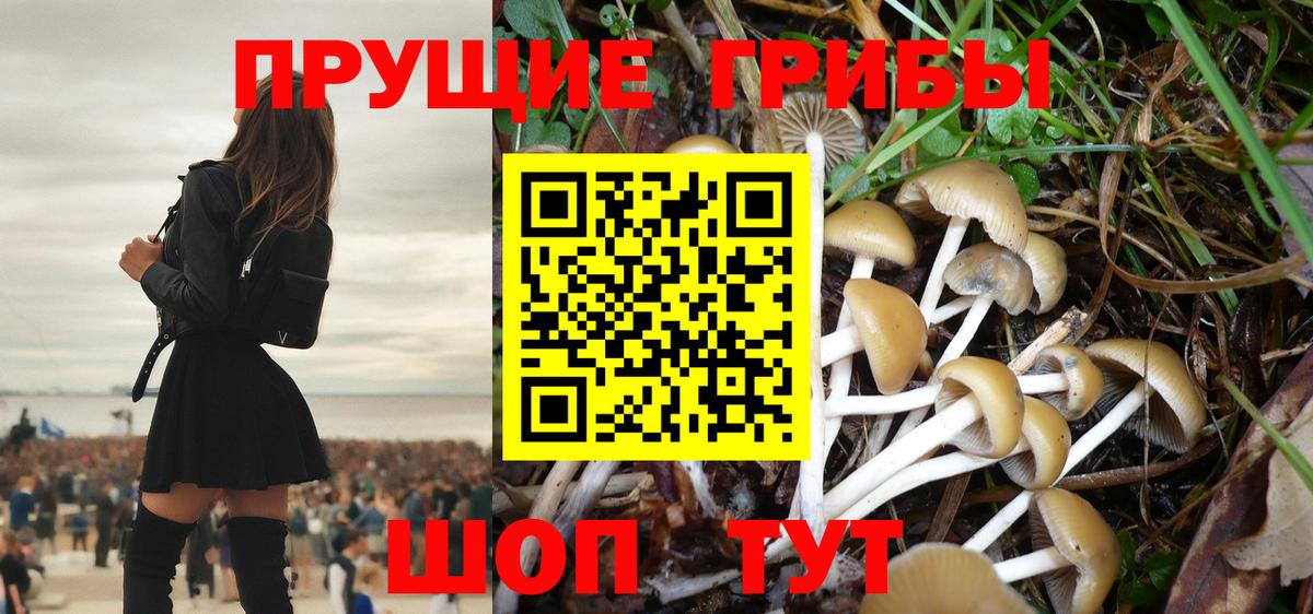 Галлюциногенные грибы Psilocybine cubensis Холмск